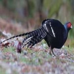 image of bird