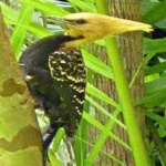 image of bird