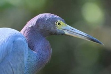 image of little_blue_heron