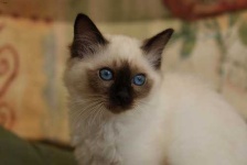 image of birman #30