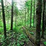 image of forest
