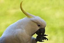 image of sulphur_crested_cockatoo #34