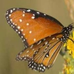 image of animal