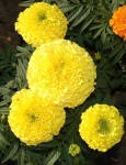 image of flower
