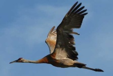 image of crane