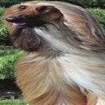 image of animal