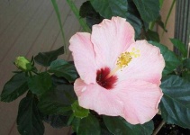 image of flower