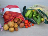 image of cucumber