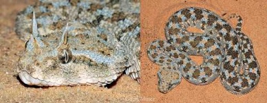image of horned_viper