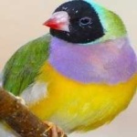 image of bird