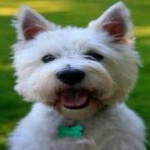 image of animal
