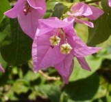 image of bougainvillea #14