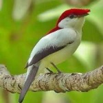 image of bird