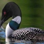 image of bird