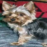 image of animal