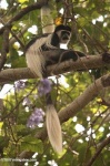 image of colobus