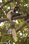 image of colobus #22