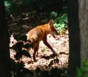 image of red_fox