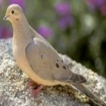 image of mourning_dove