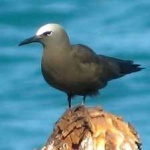 image of bird