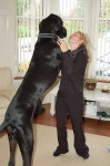 image of great_dane