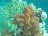 image of coral_reef #29
