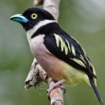 image of bird