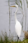 image of american_egret