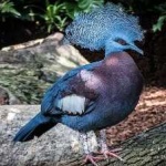 image of victoria_crowned_pigeon #18