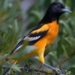 image of bird