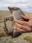 image of armadillo
