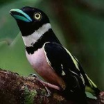 image of bird