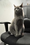 image of animal