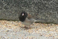 image of junco #21