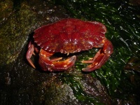 image of rock_crab