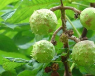image of buckeye