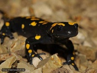 image of european_fire_salamander
