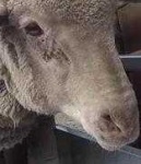 image of animal