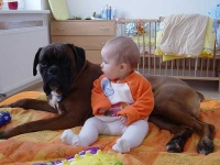 image of boxer