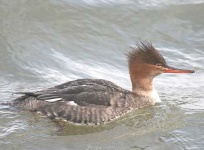image of red_breasted_merganser