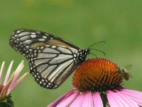 image of monarch