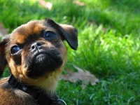 image of brabancon_griffon