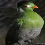 image of bird