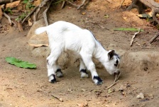 image of animal