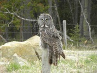image of great_grey_owl