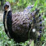 image of bird