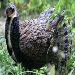 image of bornean_pheasant #17