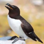 image of bird