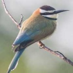 image of bird