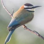 image of white_throated_bee_eater #25